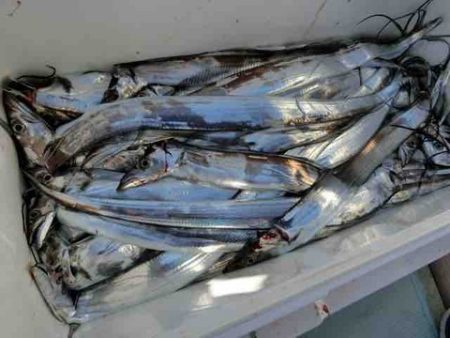 遊漁船 セトマリン 釣果