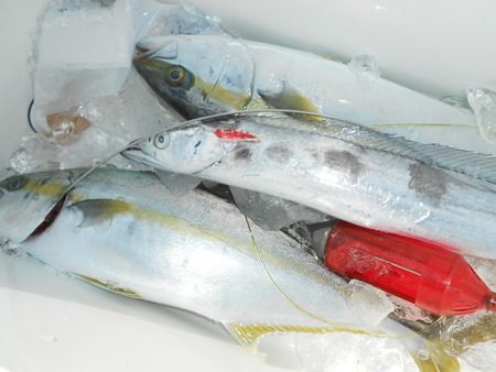 こうゆう丸 釣果