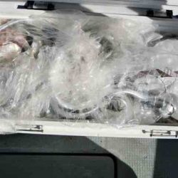 遊漁船 セトマリン 釣果