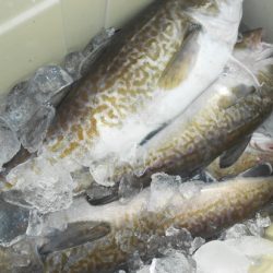 こうゆう丸 釣果