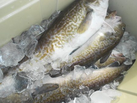 こうゆう丸 釣果