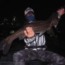 シーマジカル 釣果