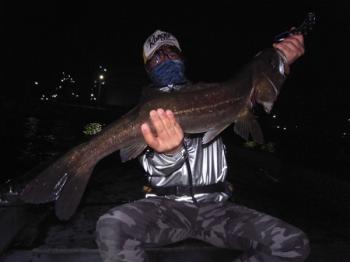 シーマジカル 釣果