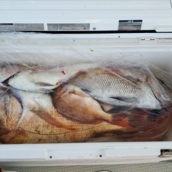 遊漁船 ニライカナイ 釣果