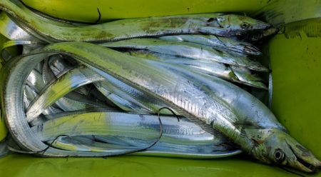 遊漁船　ニライカナイ 釣果