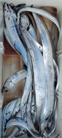 遊漁船　ニライカナイ 釣果