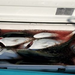 遊漁船　ニライカナイ 釣果