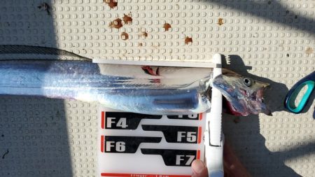 遊漁船　ニライカナイ 釣果