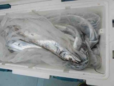 遊漁船 セトマリン 釣果