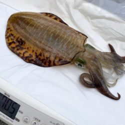 まるいち丸 ZERO-1 釣果