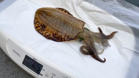 まるいち丸 ZERO-1 釣果