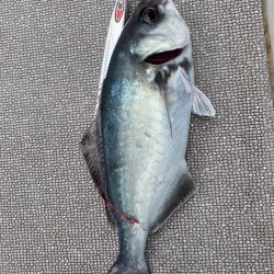 へいみつ丸 釣果