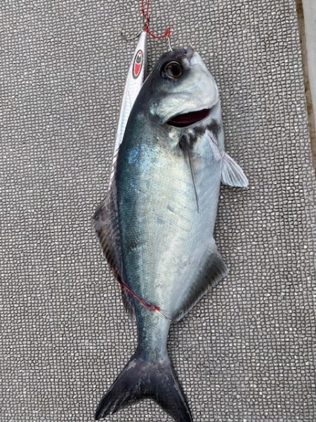 へいみつ丸 釣果