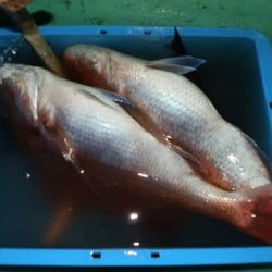 第二むつ漁丸 釣果