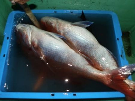 第二むつ漁丸 釣果