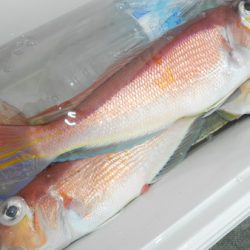 こうゆう丸 釣果