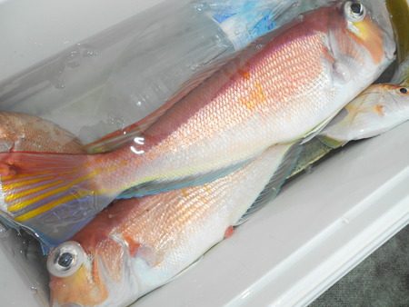 こうゆう丸 釣果