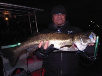 シーマジカル 釣果