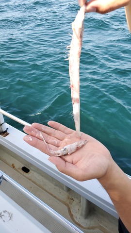 遊漁船 ニライカナイ 釣果