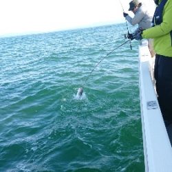 IDATEN(イダテン) 釣果