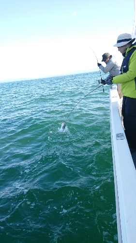 IDATEN(イダテン) 釣果