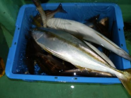 第二むつ漁丸 釣果