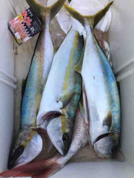 龍宮丸 釣果