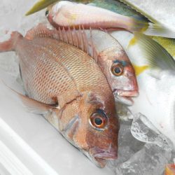 こうゆう丸 釣果