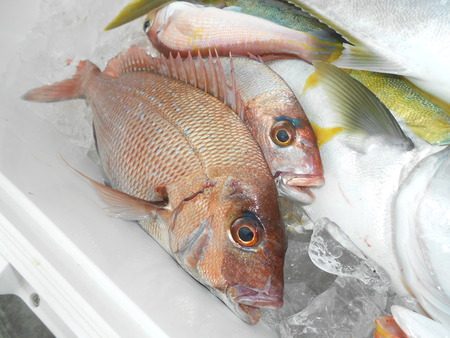 こうゆう丸 釣果