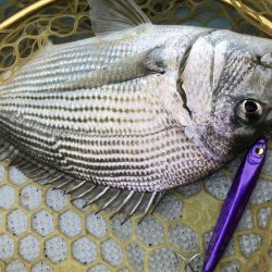 スラッシュビートシリーズは使いやすい万能ジグ！【メガバス（Megabass）スラッシュビートシリーズ　インプレッション】