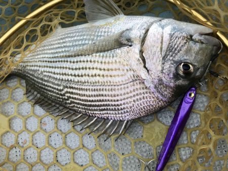 スラッシュビートシリーズは使いやすい万能ジグ！【メガバス（Megabass）スラッシュビートシリーズ　インプレッション】