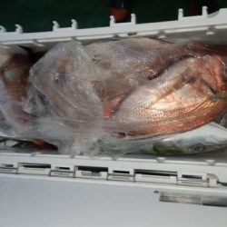 第二むつ漁丸 釣果