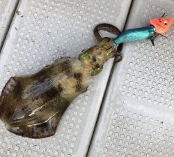白墨丸 釣果