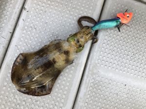 白墨丸 釣果