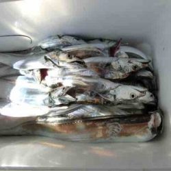 遊漁船 セトマリン 釣果