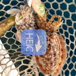 遊漁船 ニライカナイ 釣果