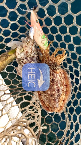 遊漁船 ニライカナイ 釣果