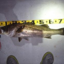 シーマジカル 釣果