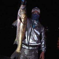 シーマジカル 釣果