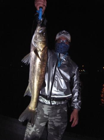 シーマジカル 釣果