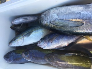 博栄丸 釣果