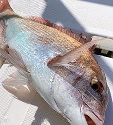 フィシングボートAir(エアー) 釣果