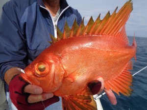 兼六丸 釣果
