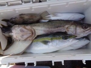 兼六丸 釣果