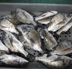 バラモン1号 釣果