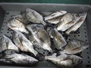 バラモン1号 釣果