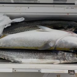 HARUKA丸 はるかまる 釣果