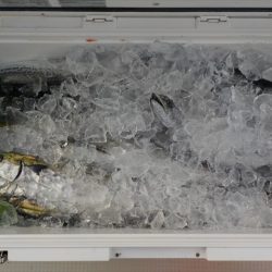 HARUKA丸 はるかまる 釣果