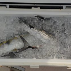 HARUKA丸 はるかまる 釣果