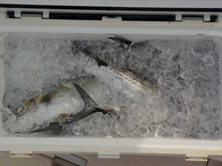 HARUKA丸 はるかまる 釣果